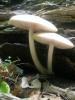 pluteus_petassatus_sp_4_t1.jpg