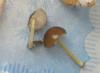 pluteus_romellii_1_t1.jpg