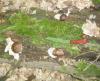 pluteus_sp_14_t1.jpg