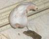 pluteus_sp_alba_2_t1.jpg