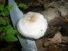 pluteus_sp_pellitus_1_t1.jpg