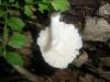 pluteus_sp_pellitus_2_t1.jpg