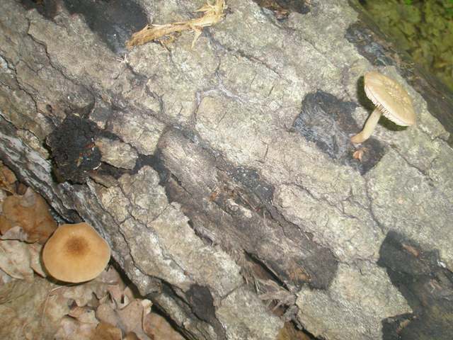 pluteus_sp_umbrosus_2.jpg