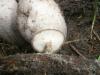 polyporus_brumalis_1a_coprinus_atramentarius_t1.jpg