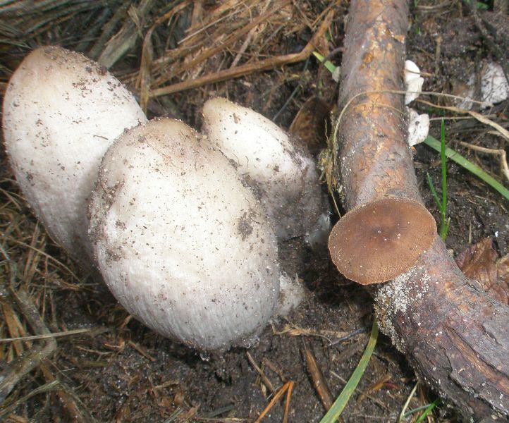 polyporus_brumalis_1b_coprinus_atramentarius.jpg