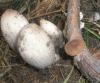 polyporus_brumalis_1b_coprinus_atramentarius_t1.jpg