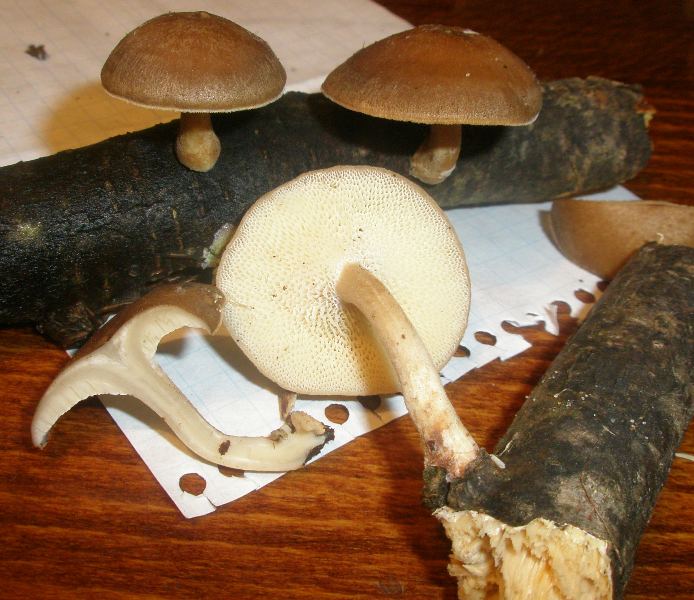 polyporus_brumalis_2.jpg