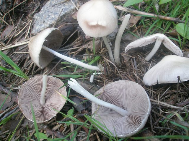 psathirella_candoleana_1.jpg