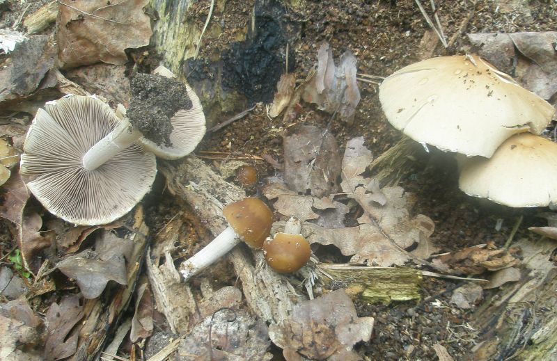 psathirella_spadiceogrisea_1.jpg