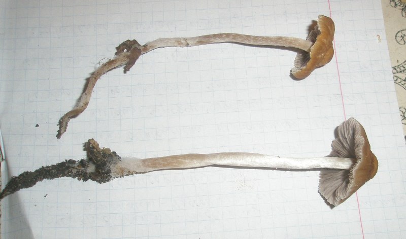 psathyrella_sp.jpg