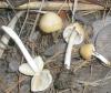 psathyrella_sp_1_t1.jpg