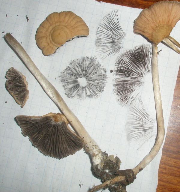 psathyrella_sp_1a.jpg