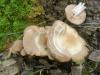psathyrella_sp_2_t1_2.jpg