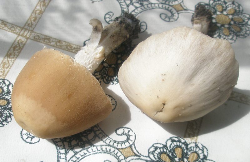 psathyrella_sp_3_1.jpg