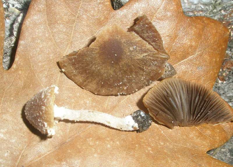 psathyrella_sp_3_2.jpg