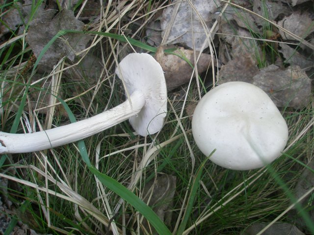 rhodocybe_fallax_2c.jpg