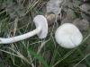 rhodocybe_fallax_2c_t1.jpg