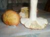 russula_aurata_1_t1.jpg