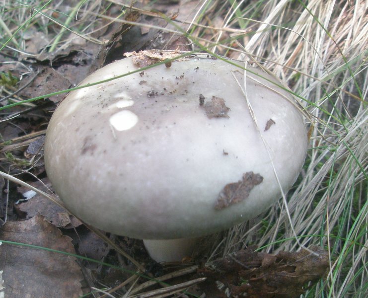 russula_cyanoxantha_2.jpg