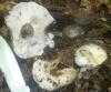 russula_densifolia_1_t1.jpg