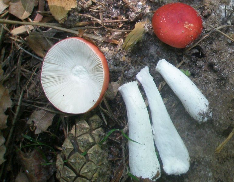 russula_emetica.jpg