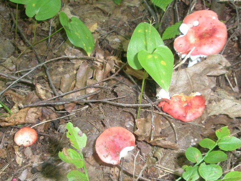 russula_emetica_2.jpg