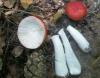 russula_emetica_t1.jpg