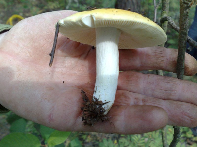 russula_flava.jpg