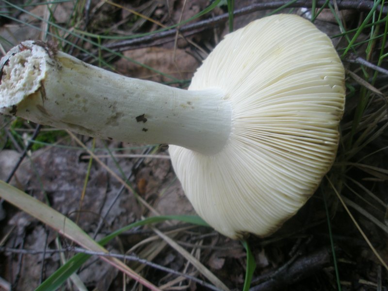 russula_flava_1.jpg