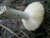 russula_flava_1_t1.jpg