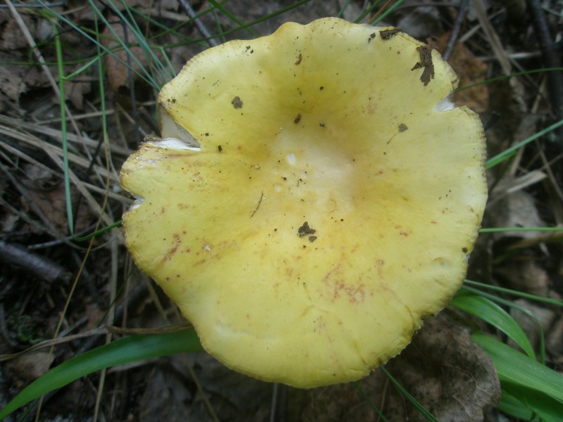 russula_flava_2.jpg