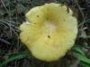 russula_flava_2_t1.jpg