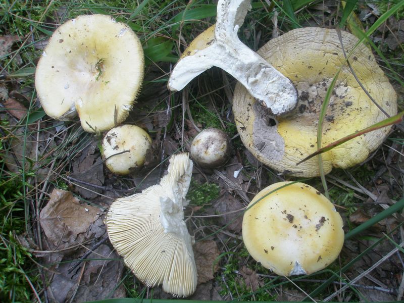 russula_flava_3.jpg