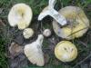 russula_flava_3_t1.jpg