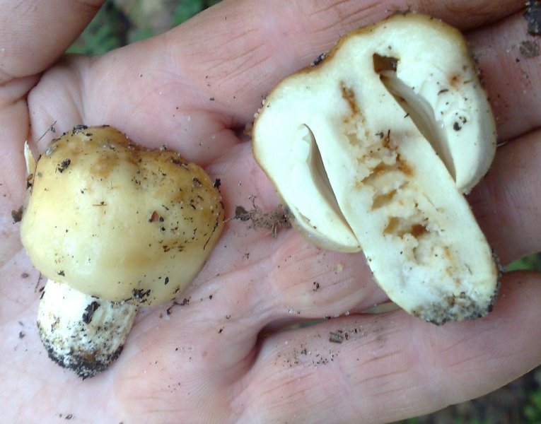 russula_foetens.jpg