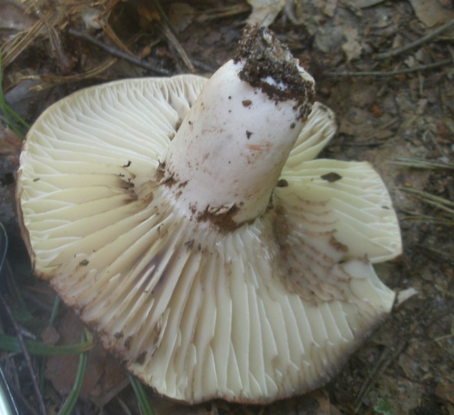 russula_nigricans_1.jpg