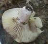 russula_nigricans_1_t1.jpg