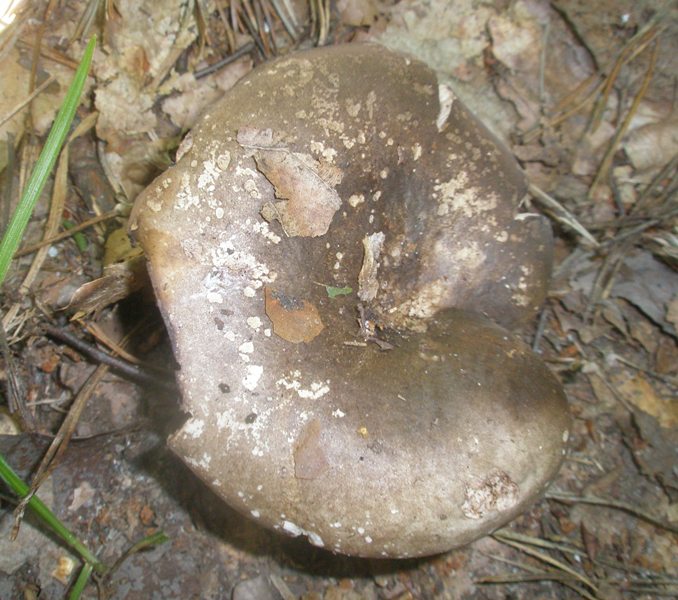 russula_nigricans_2.jpg