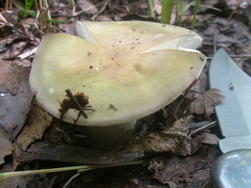 russula_olivacea_1.jpg