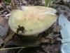 russula_olivacea_1_t1.jpg