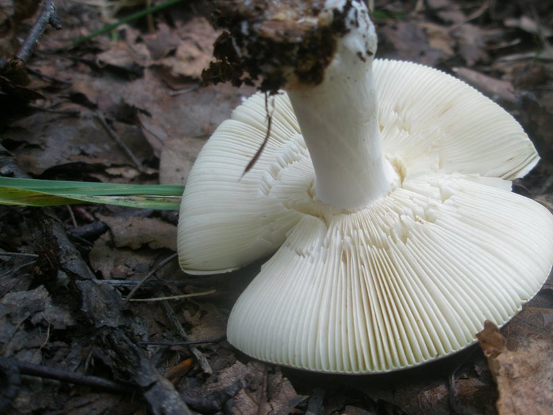 russula_olivacea_2.jpg