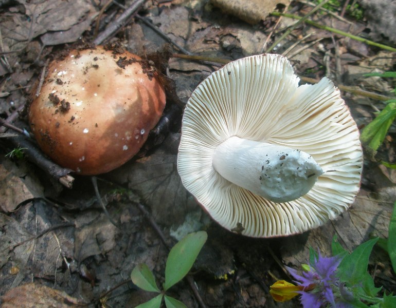 russula_paludosa.jpg