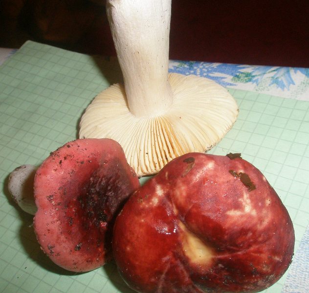 russula_sp_2.jpg
