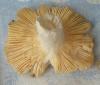 russula_sp_lutea_2_t1.jpg