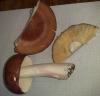 russula_sp_t1.jpg