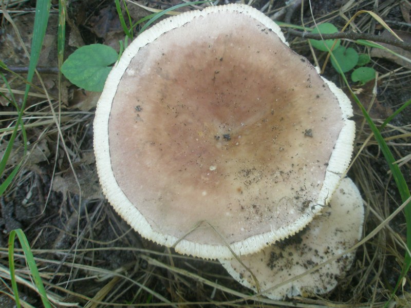 russula_vesca_1.jpg