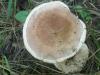 russula_vesca_1_t1.jpg