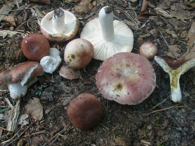 russula_vesca_3.jpg