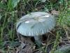 russula_virescens1_t1.jpg