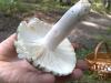 russula_virescens2_t1.jpg